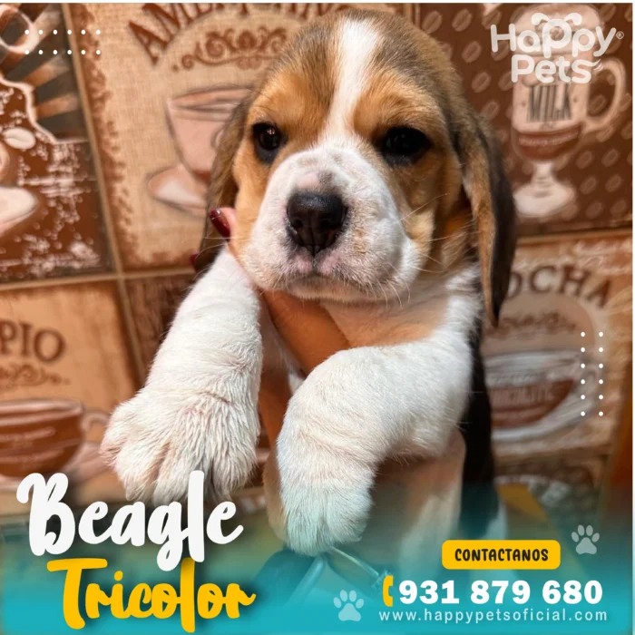 beagle-tricolor-precio