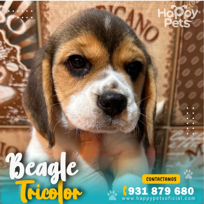 HP BEAGLE TRICOLOR 2 12 11zon 1 scaled