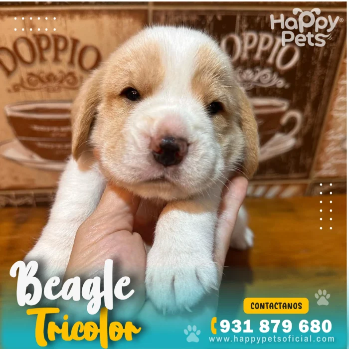 HP BEAGLE TRICOLOR 3 13 11zon 1 scaled