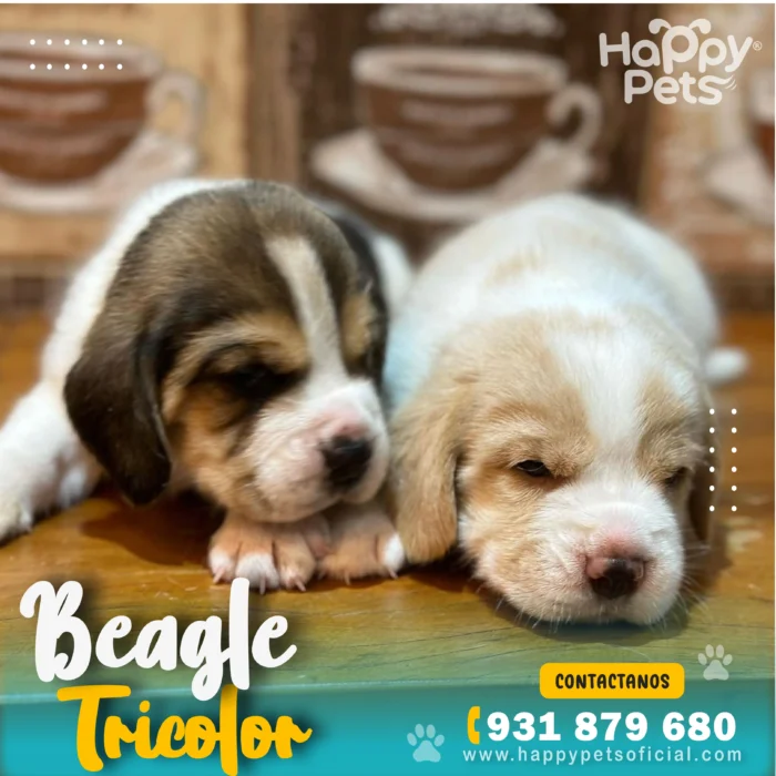 HP BEAGLE TRICOLOR 4 14 11zon 1 scaled