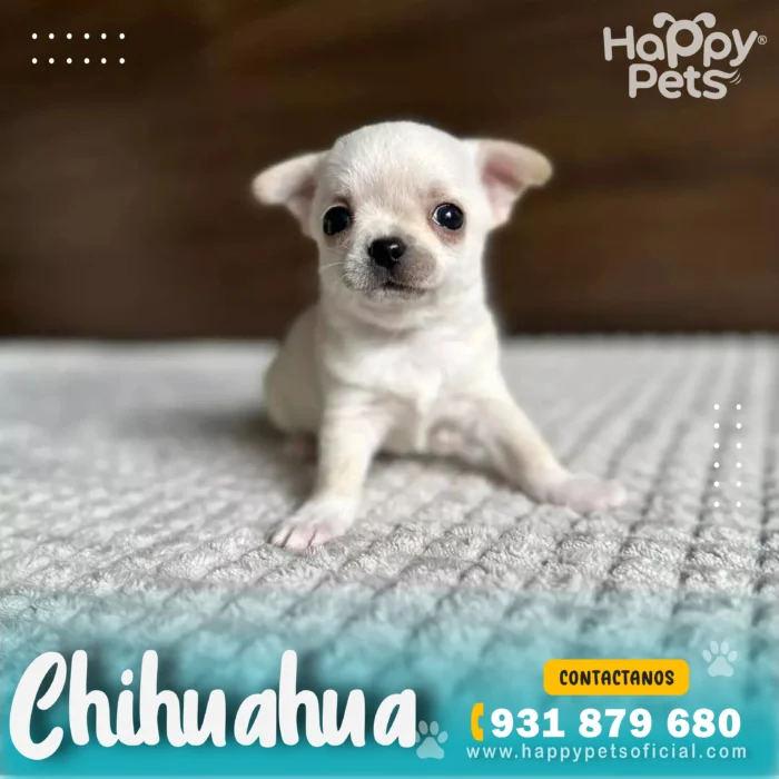 Chihuahua-precio