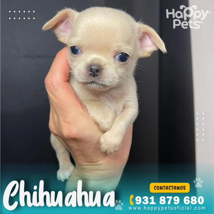HP CHIHUAHUA 2 31 11zon scaled