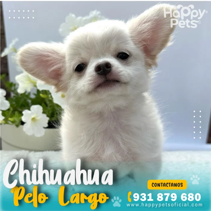 Chihuahua pelo largo