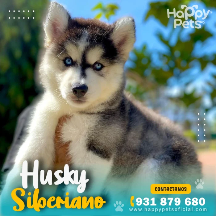 Husky-siberiano-precio