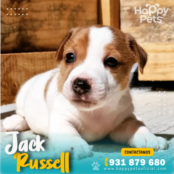 HP JACK RUSSELL 1 1 11zon 1 scaled