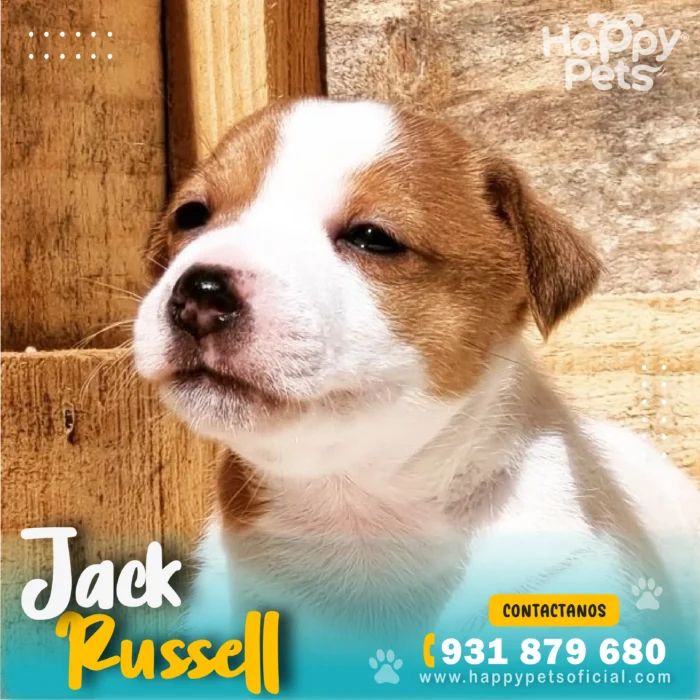 HP JACK RUSSELL 2 2 11zon 1 scaled