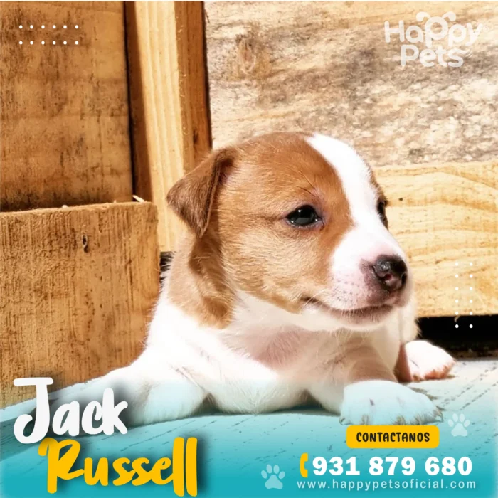 HP JACK RUSSELL 3 8 11zon 1 scaled