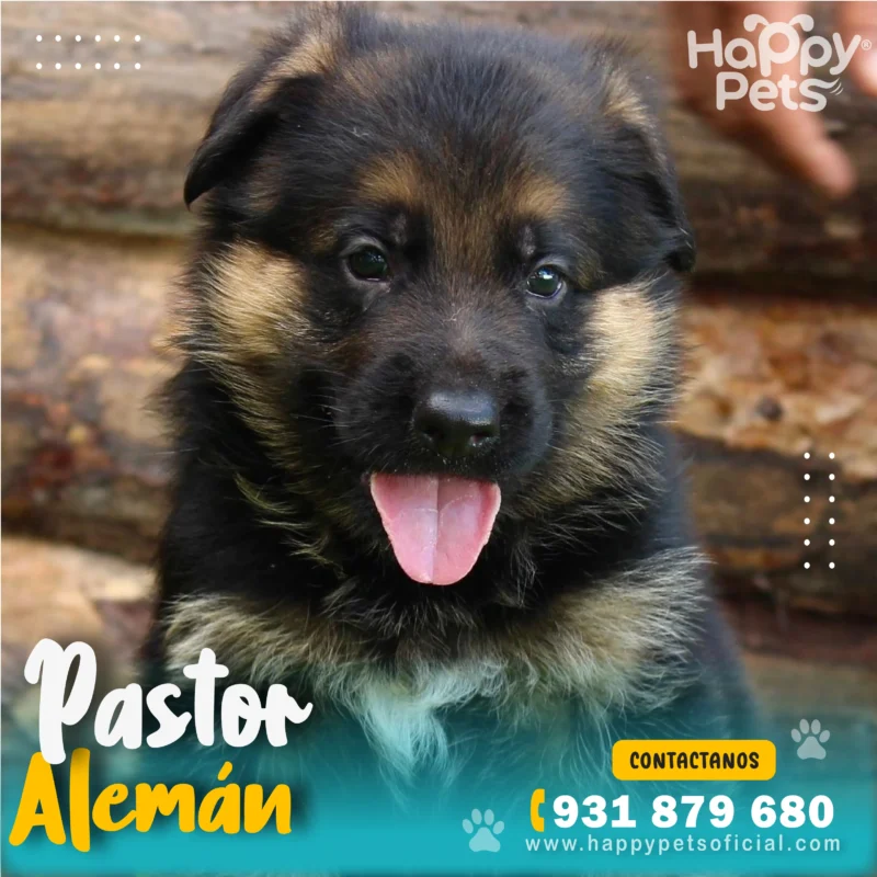 pastor-aleman-precio