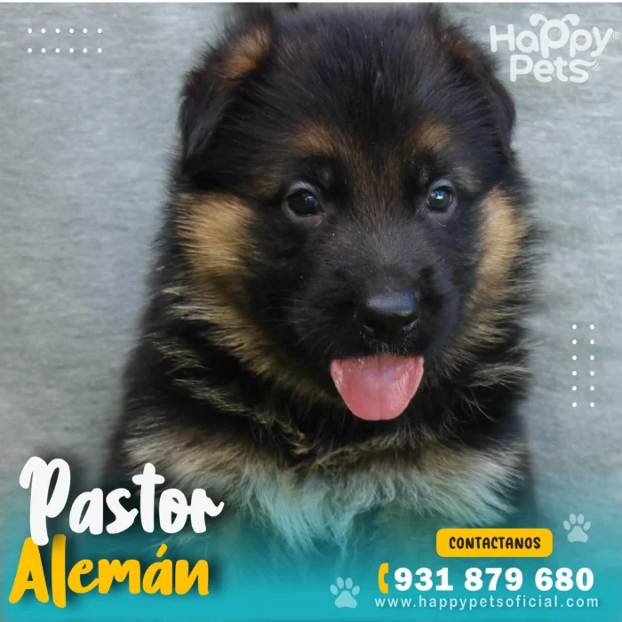 HP PASTOR ALEMAN 3 20 11zon 1 scaled