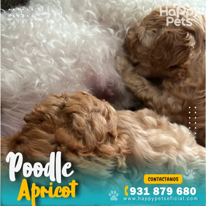 HP POODLE APRICOT 4 21 11zon scaled