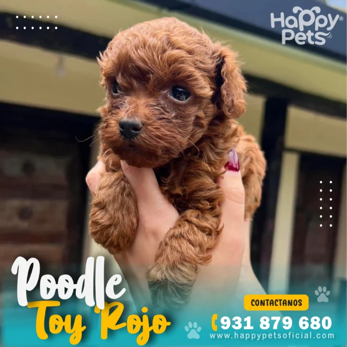 HP POODLE ROJO 1 20 11zon scaled