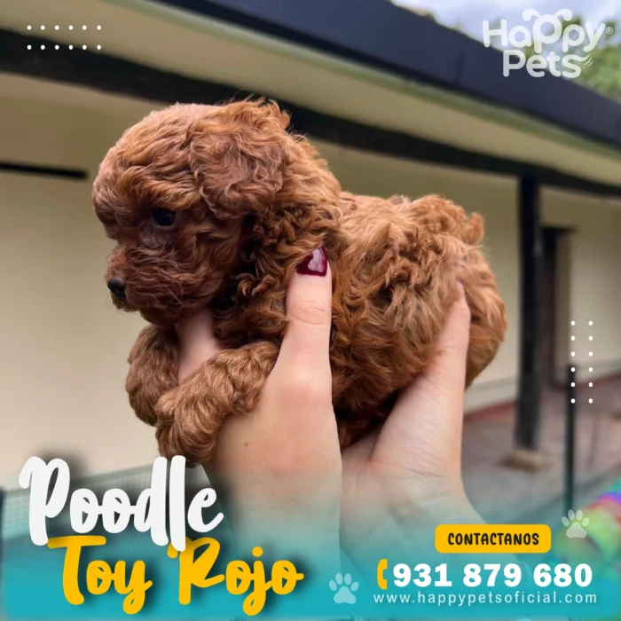 HP POODLE ROJO 2 19 11zon scaled