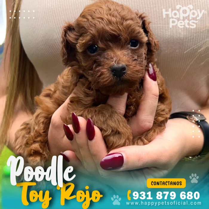 HP POODLE ROJO 3 18 11zon scaled