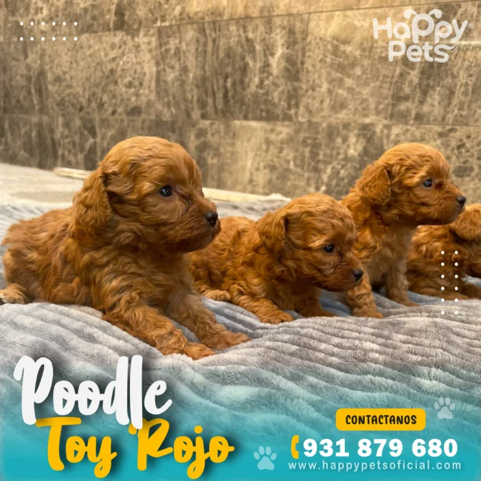 HP POODLE ROJO 4 17 11zon scaled