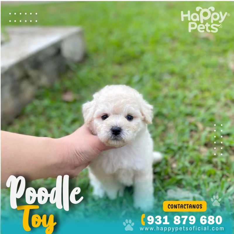poodle toy precio