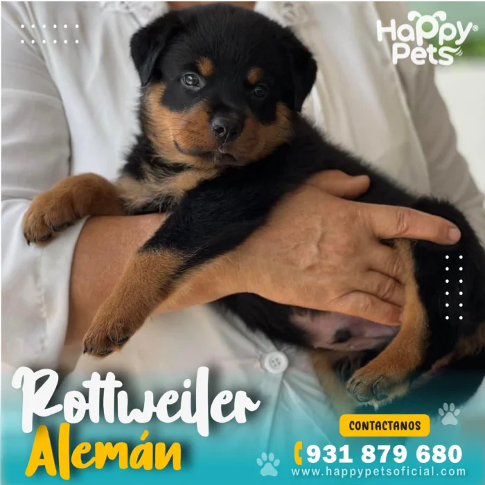 HP ROTTWEILER ALEMAN 1 26 11zon 1 scaled