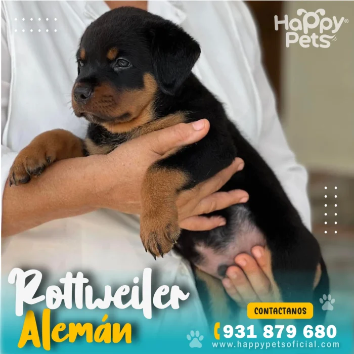 HP ROTTWEILER ALEMAN 2 27 11zon 1 scaled