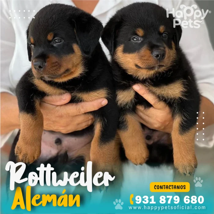 HP ROTTWEILER ALEMAN 3 28 11zon 1 scaled