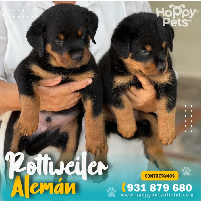 HP ROTTWEILER ALEMAN 4 29 11zon 1 scaled