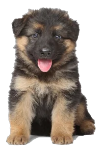 bg 1
