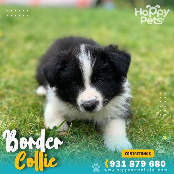 HP BORDER COLLIE 1 scaled