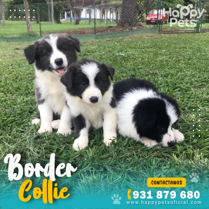 HP BORDER COLLIE 2 scaled