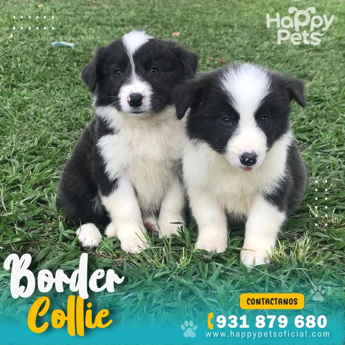 HP BORDER COLLIE 3 scaled