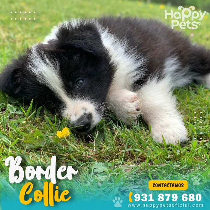 HP BORDER COLLIE 4 scaled