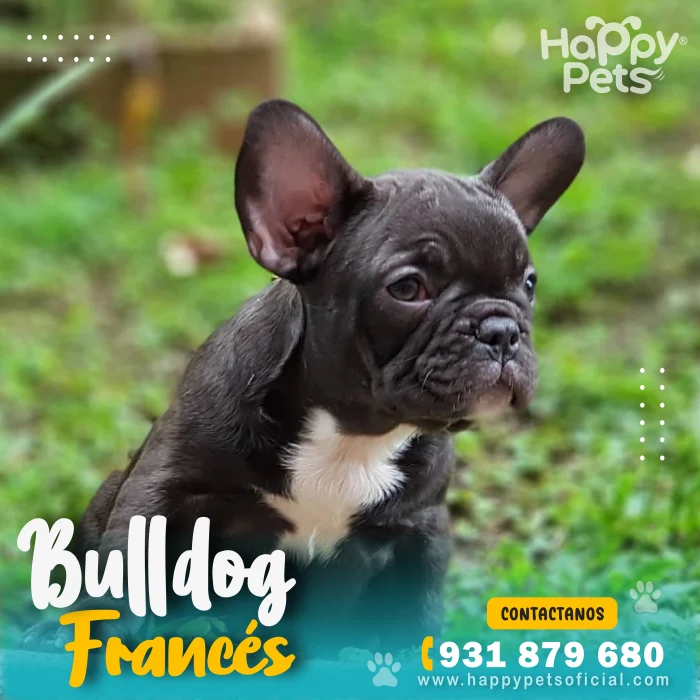Bulldog-frances-precio