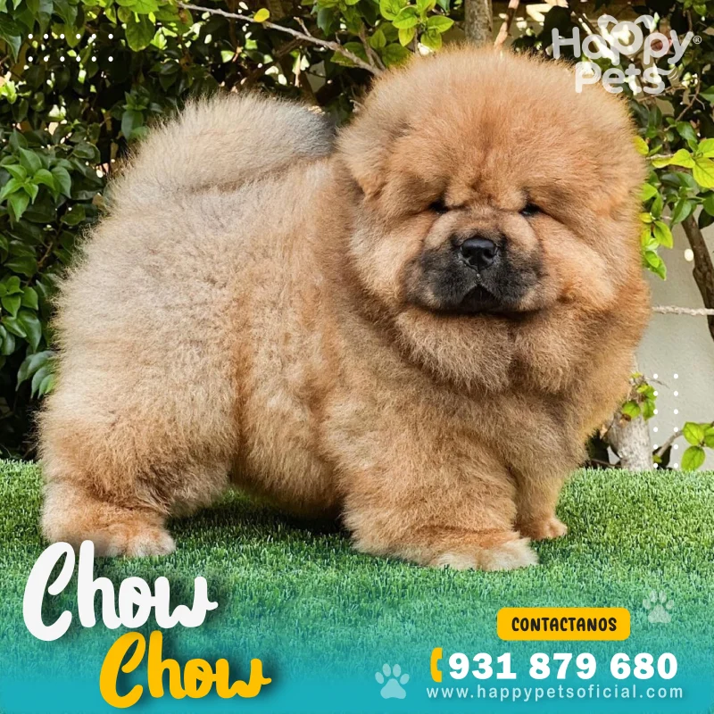 CHOW-CHOW-EN-LIMA