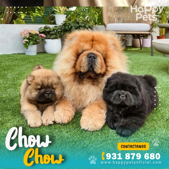 HP CHOW CHOW 2 scaled