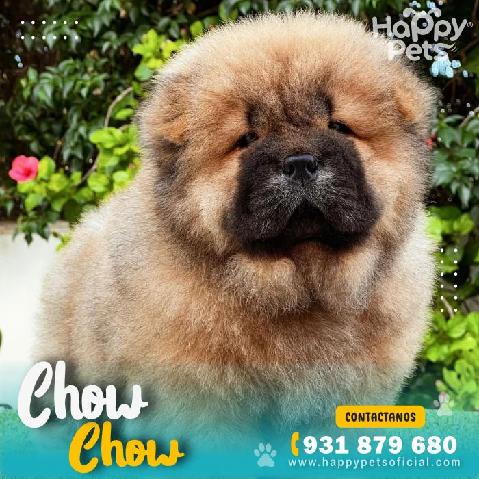 HP CHOW CHOW 4 scaled