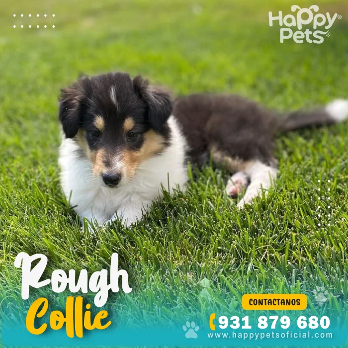 HP COLLIE ROUGH 4 scaled
