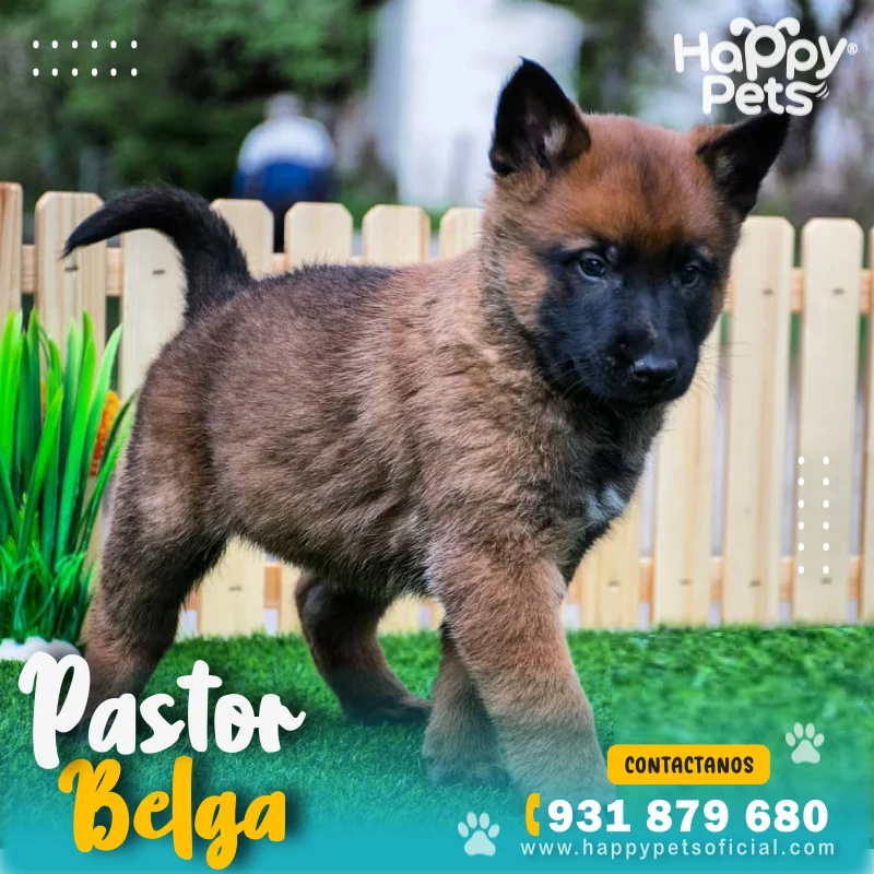 pastor-belga-en-lima